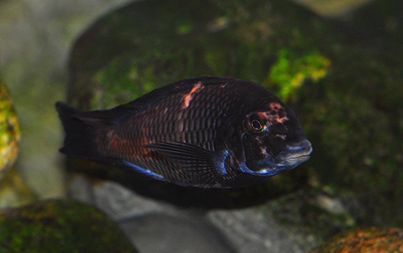 Tropheus sp. 'red' Cape Kipimbi (Kushangaza)
